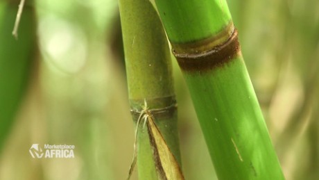 Bamboo Photo